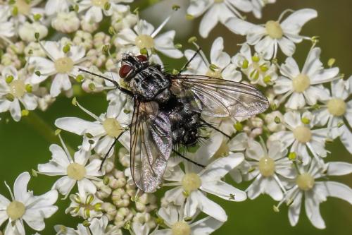 Dinera ferina